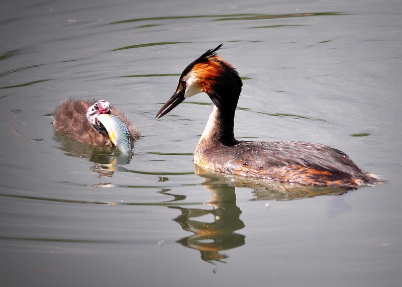 Avifauna humor